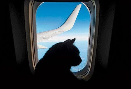 veterinary-cat-plane-450px.jpg