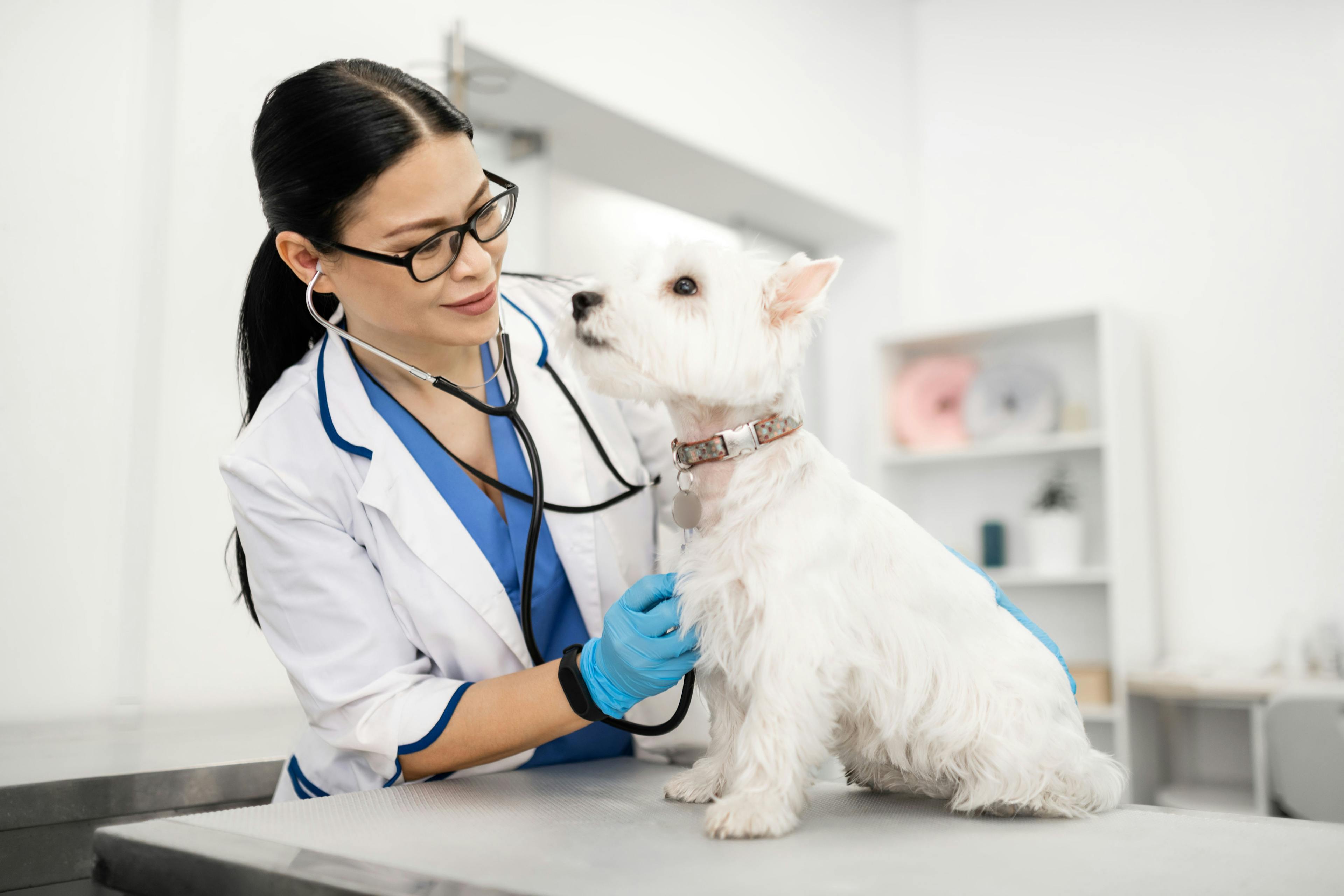 Shortage of veterinary professionals may be blessing in disguise for the profession