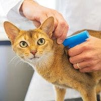 AVMA's 'Check the Chip' Day Urges Vets, Pet Owners to Ensure Microchip Data Is Up to Date