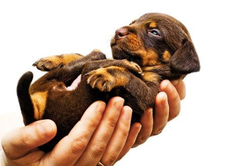 veterinary-dog-puppy-sleeps-on-the-girls-hand-41964439_450.jpg