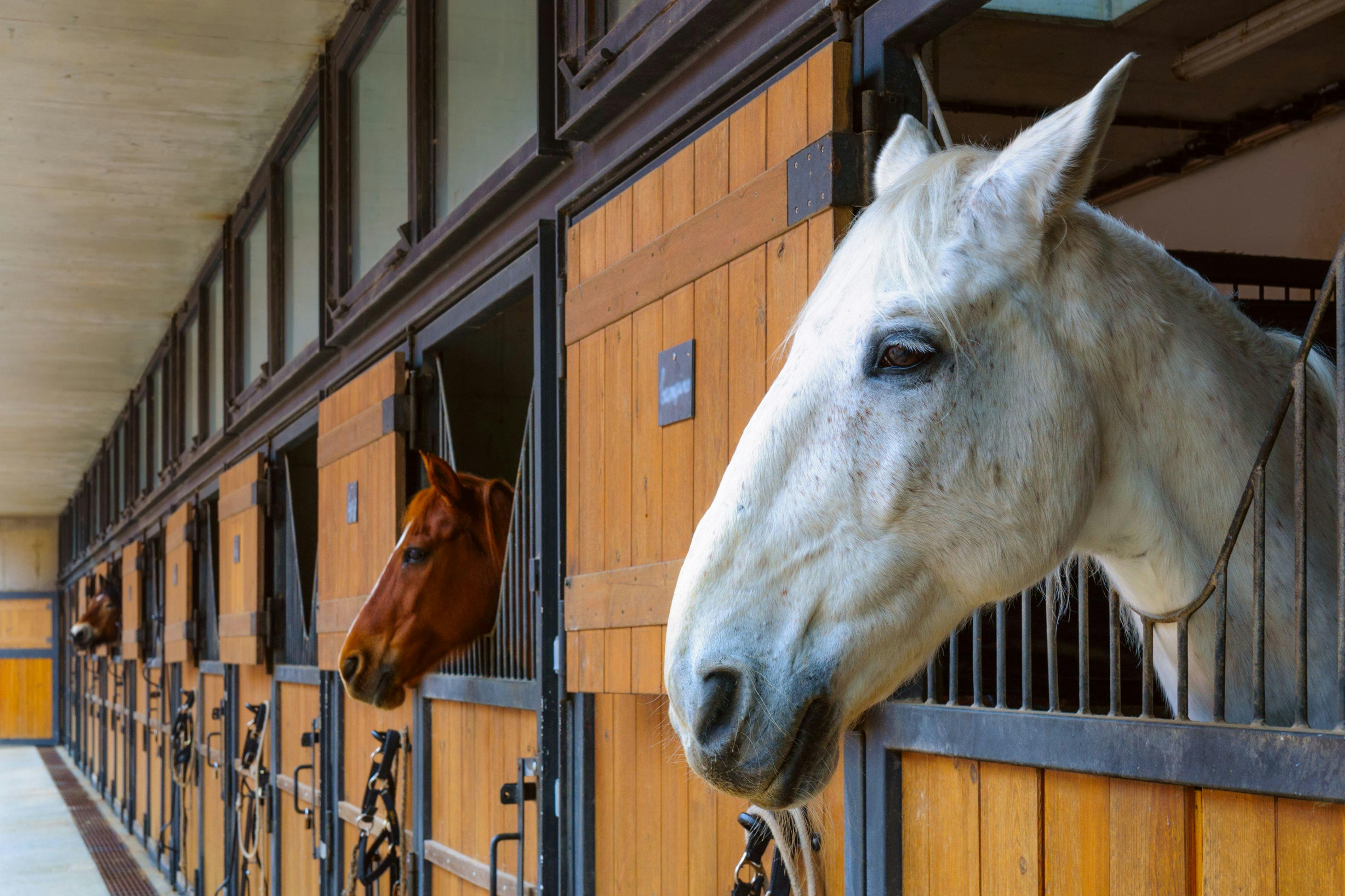 Colic and the equine microbiome: Dysbiois happens