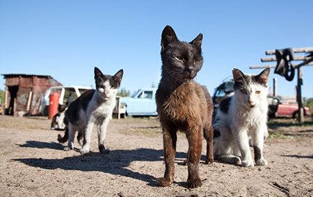 Veterinary-cats-stray-hoarding-AdobeStock_28921768_450.jpg