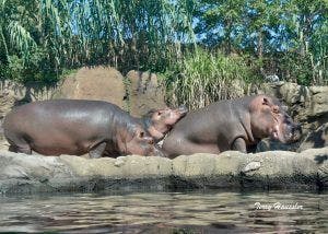 Cincinnati Zoo hippo is expecting 