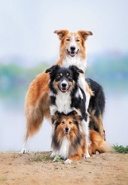 veterinary-dog-group-three-happy-dogs-450px-shutterstock-110777102.jpg