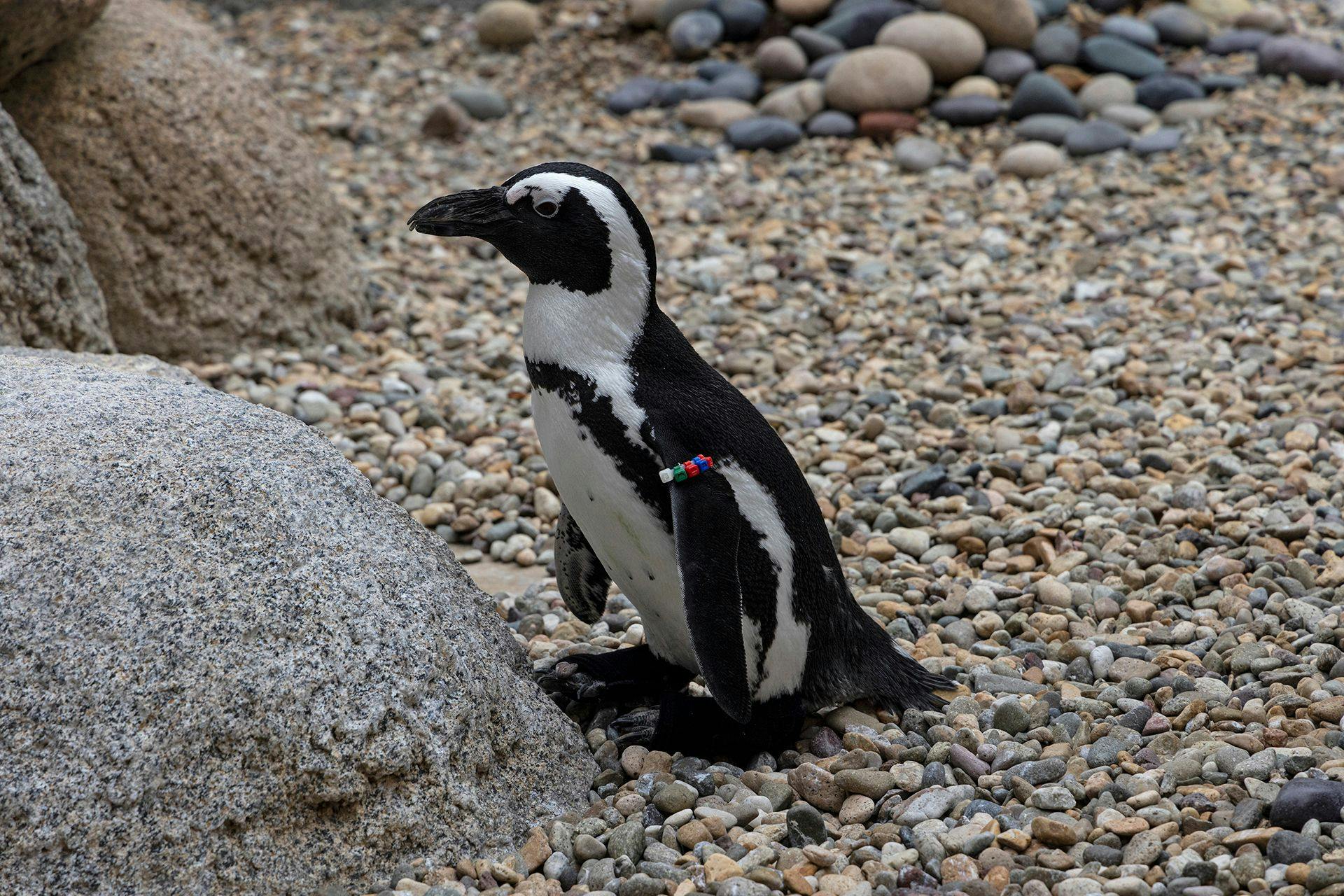 San Diego Zoo penguin receives custom orthopedic footwear to thrive again 