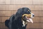 Study Examines Primary Rabies Immunization in Young Dogs
