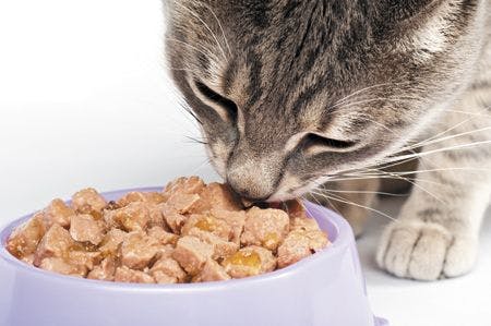 veterinary-cat-eating-food-from-a-bowl-450px-shutterstock-157112807.jpg