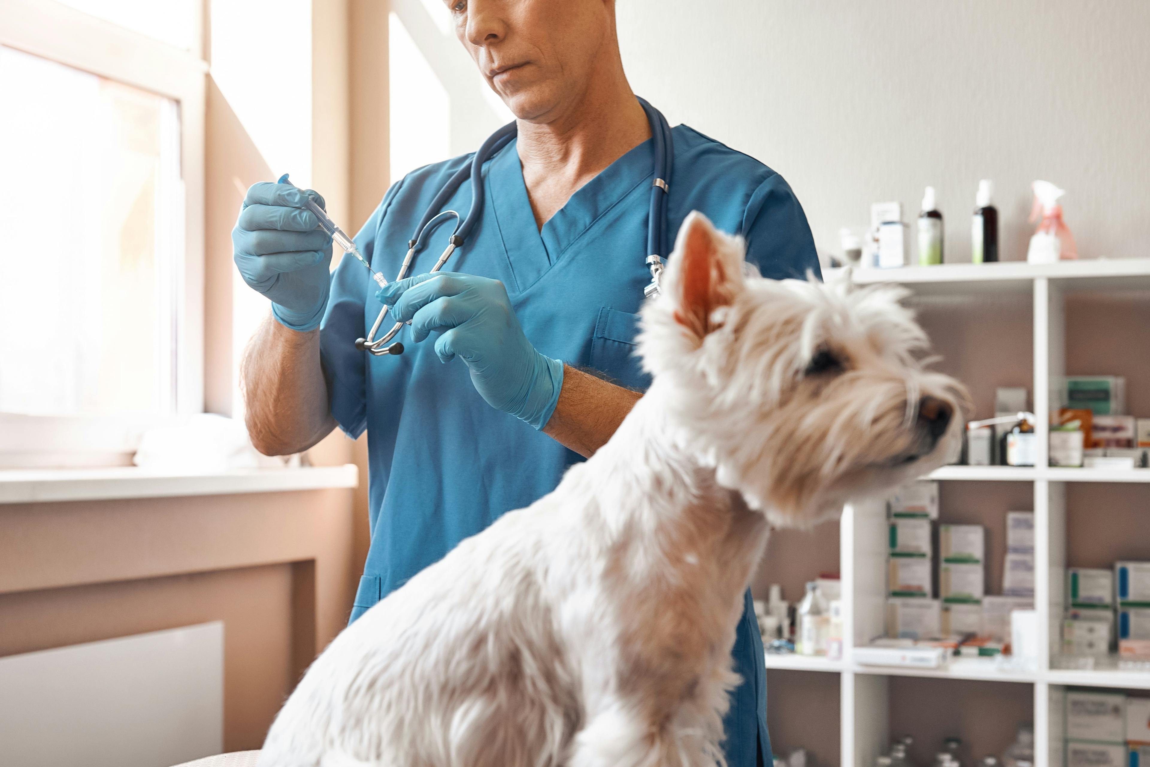 3 must-reads for World Animal Vaccination Day