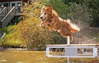 veterinary-dog-golden-older-dock-jump-water-165982708-821113-1404219730221.jpg