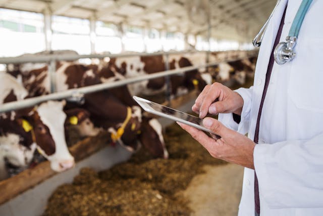 FDA allows temporary imports of unapproved cattle drug 