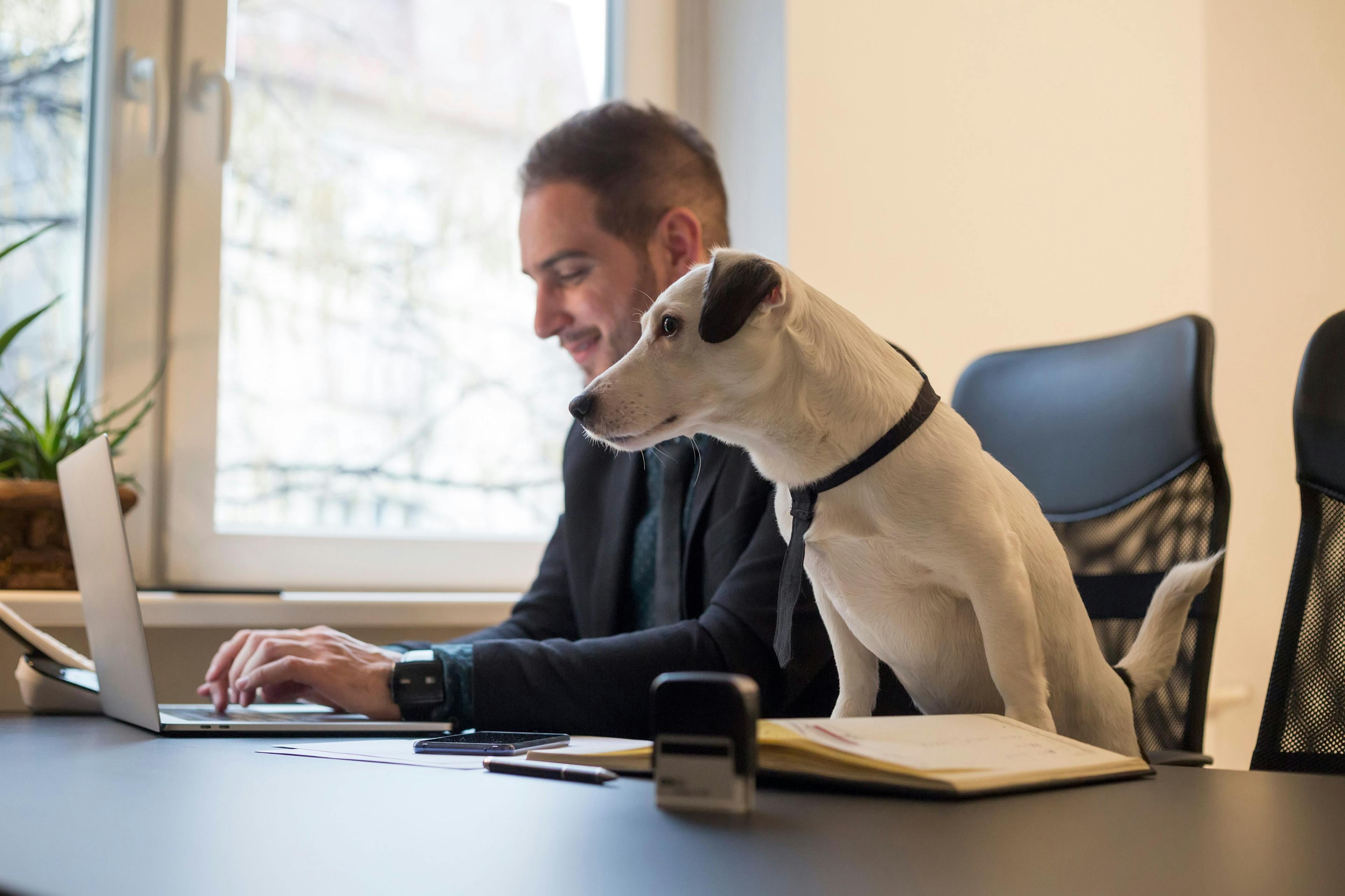 Is your workplace pet-friendly certified?