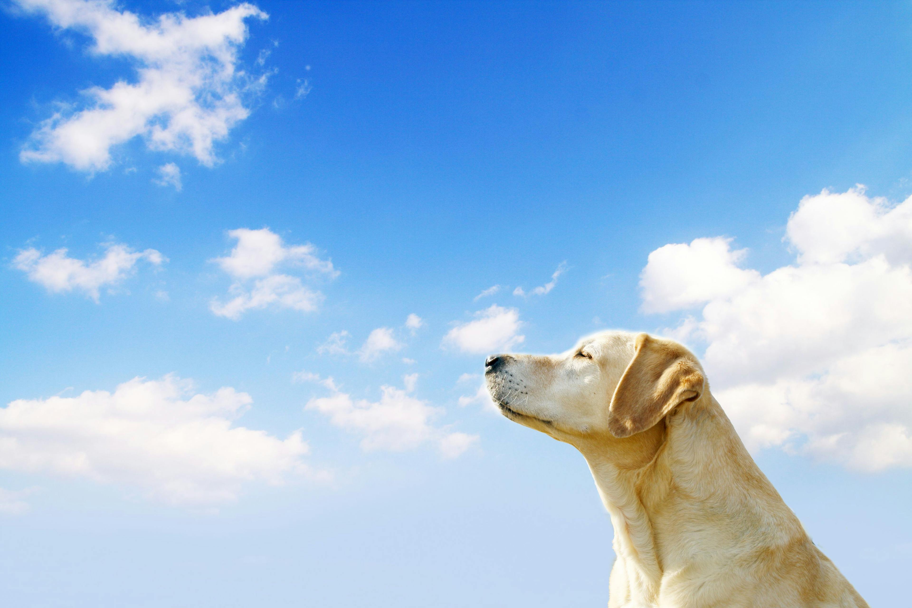 dog looking into the sky