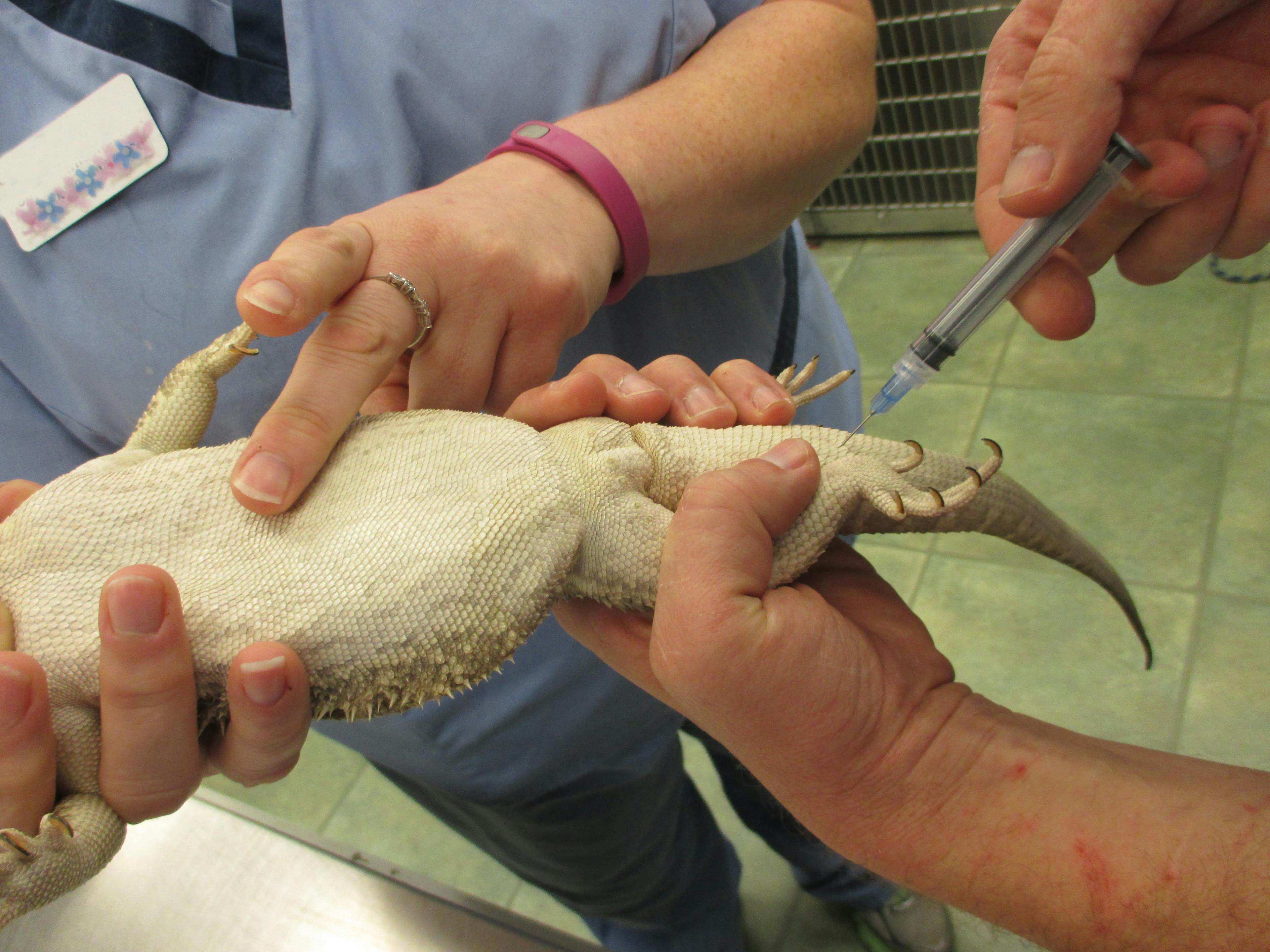Sampling blood from the ventral tail vein of a bearded dragon