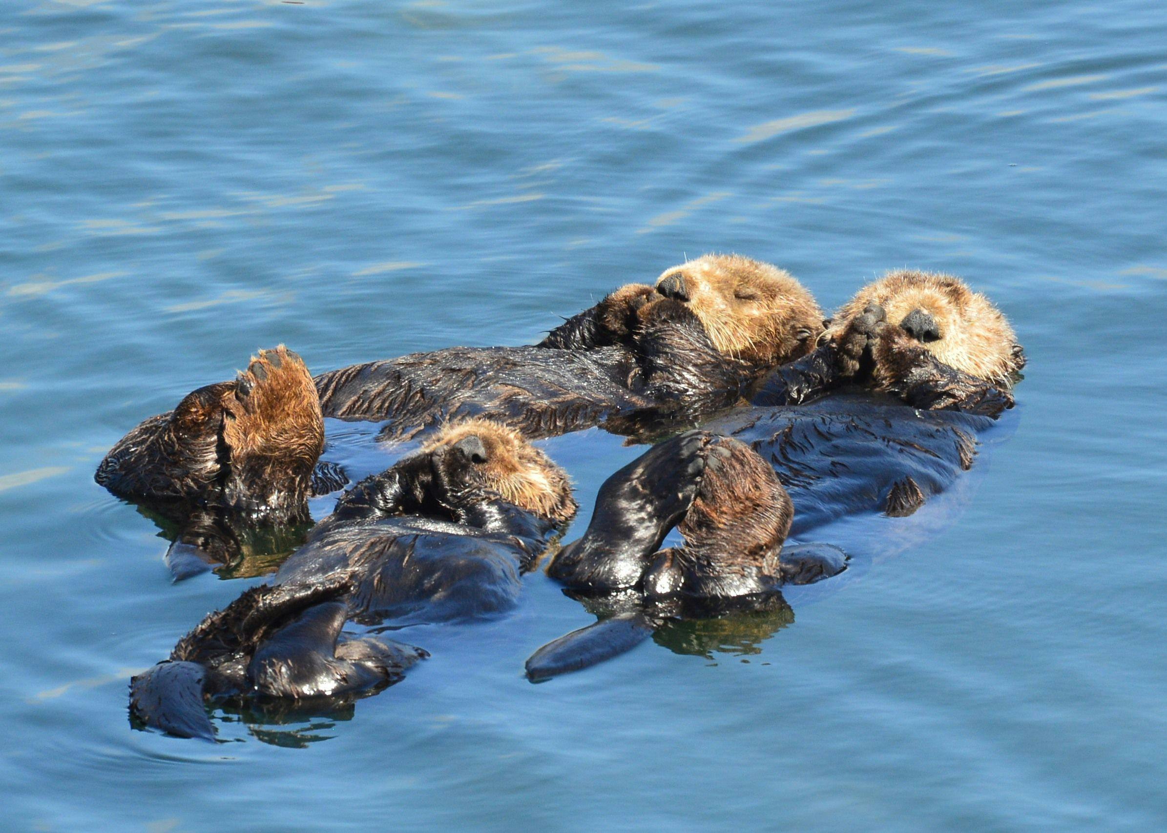 Sea Otters in Water