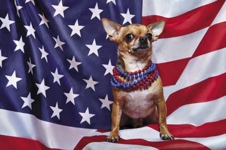 veterinary-chihuahua-standing-proudly-on-USA-flag-450px-185730592.jpg