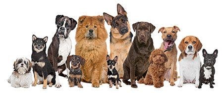 veterinary-dogs-breeds-wellness-plans-AdobeStock_40415982-450.jpg