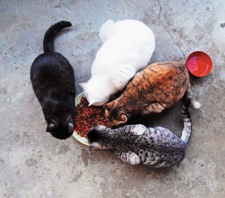 veterinary-cats-eating-colors-478607085_450.jpg