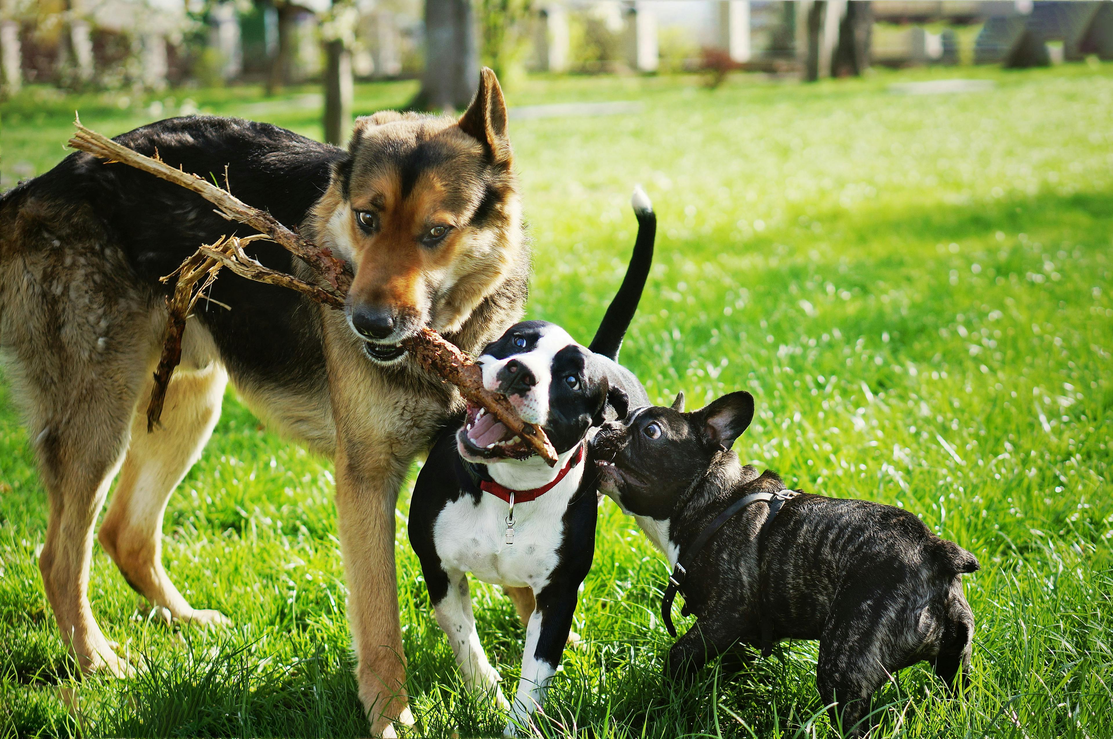 Parasites are playing in America’s dog parks
