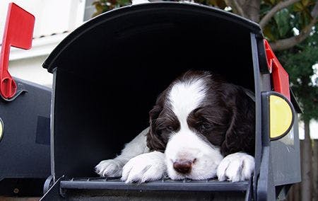 veterinary-dog-mailbox-AdobeStock_375696-450.jpg