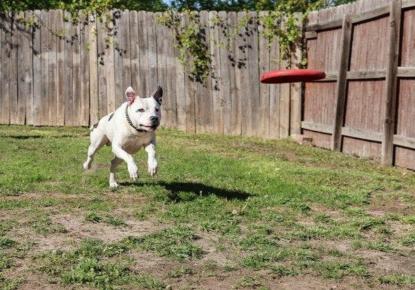 Thunder in his element, en route to catch a frisbee (Photo courtesy of Pet Poison Helpline).