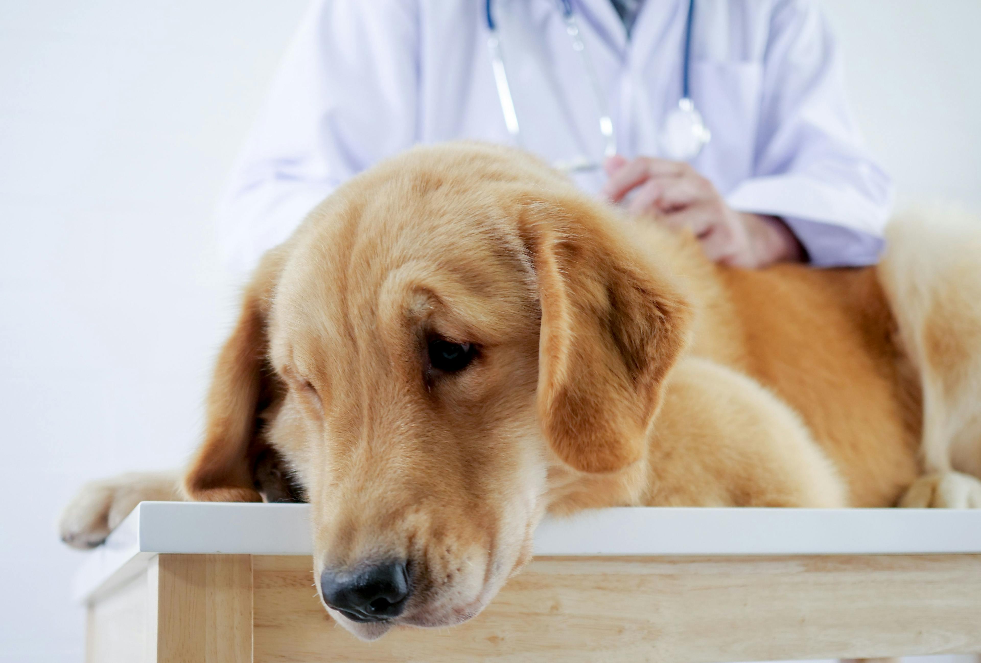 Speaking for our canine patients: How to find and communicate signs of chronic pain