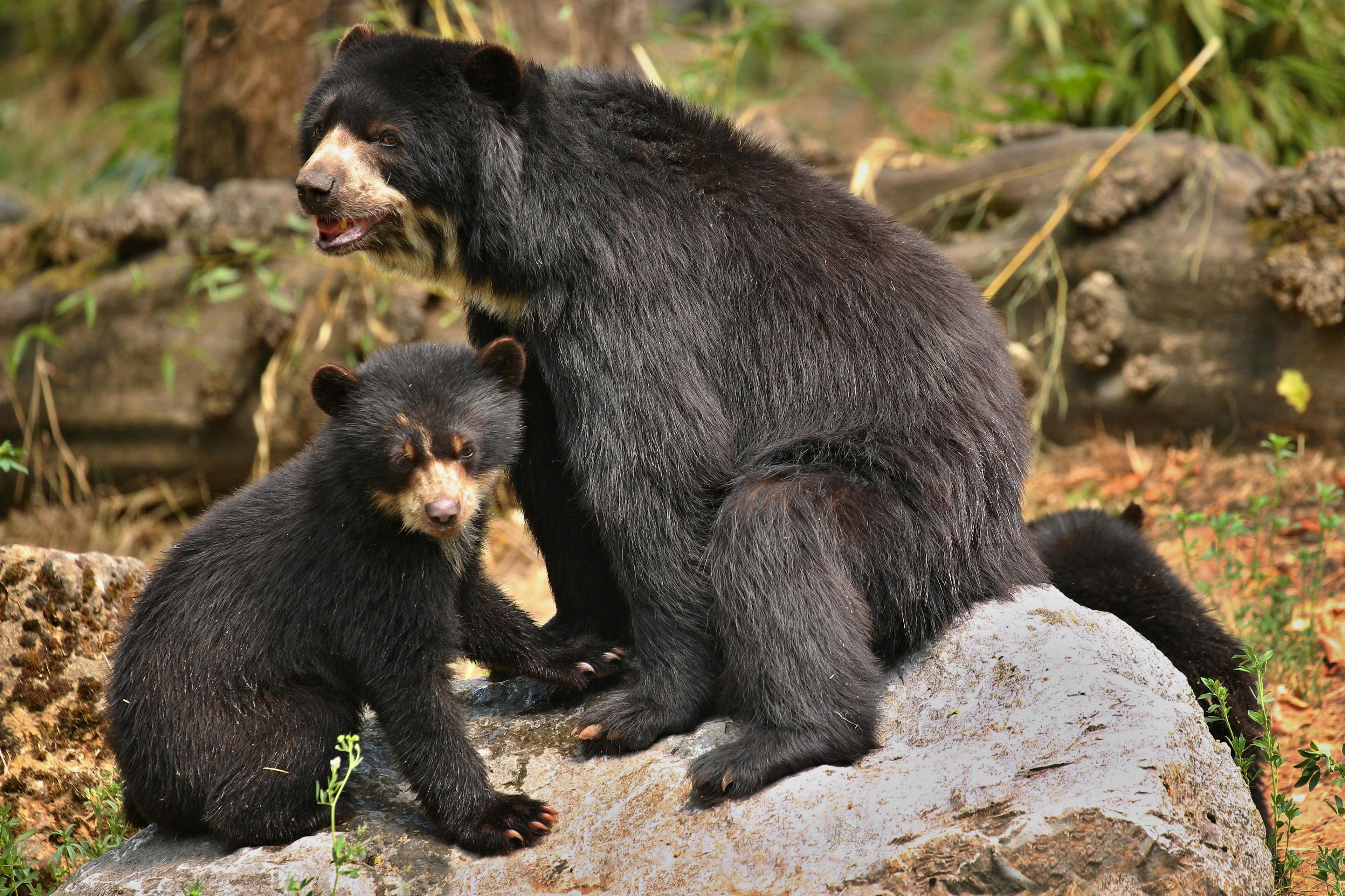 San Diego Zoo celebrates Andean bear cub twins