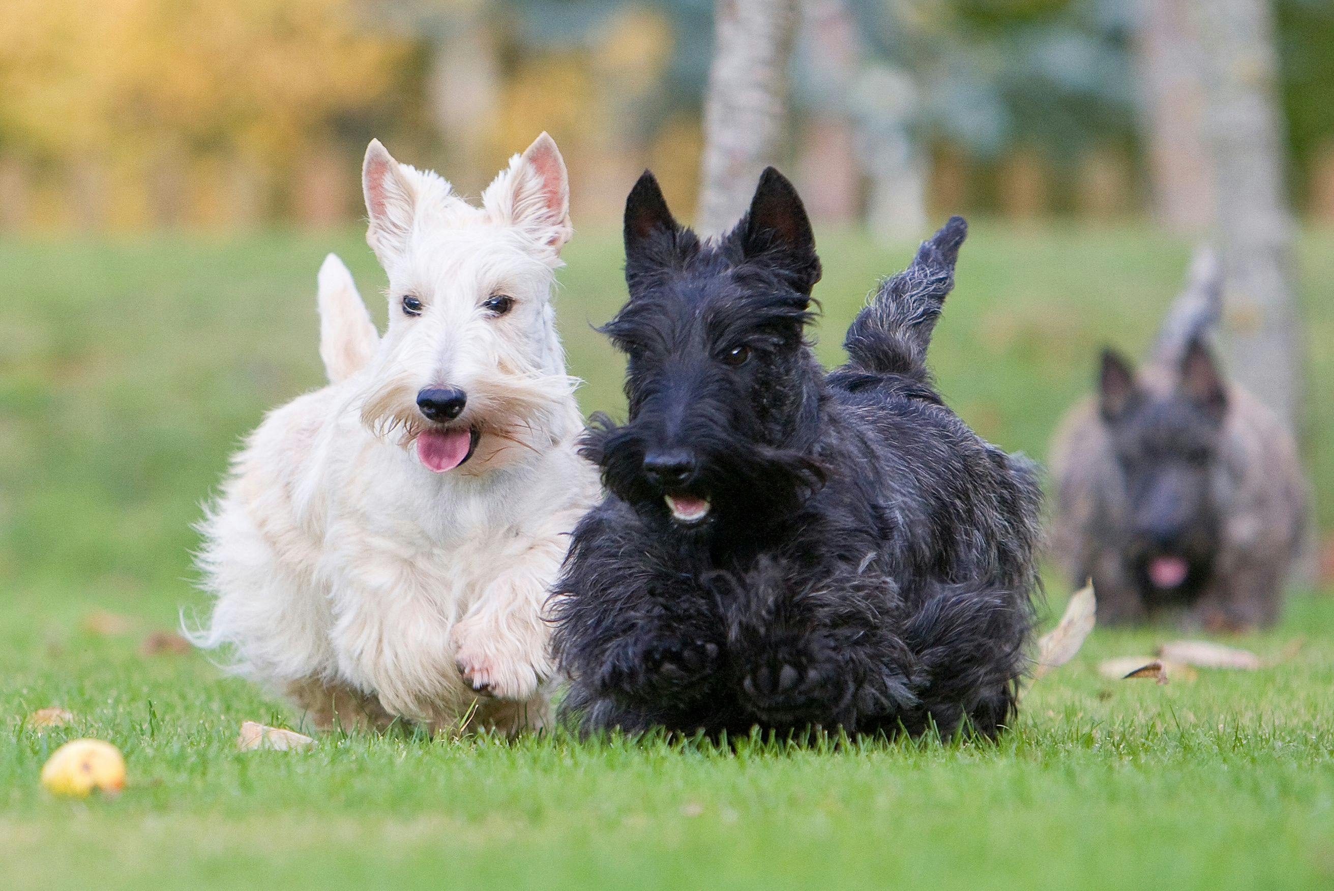 Study finds cigarette exposure to Scottish terriers can increase risk of bladder cancer 