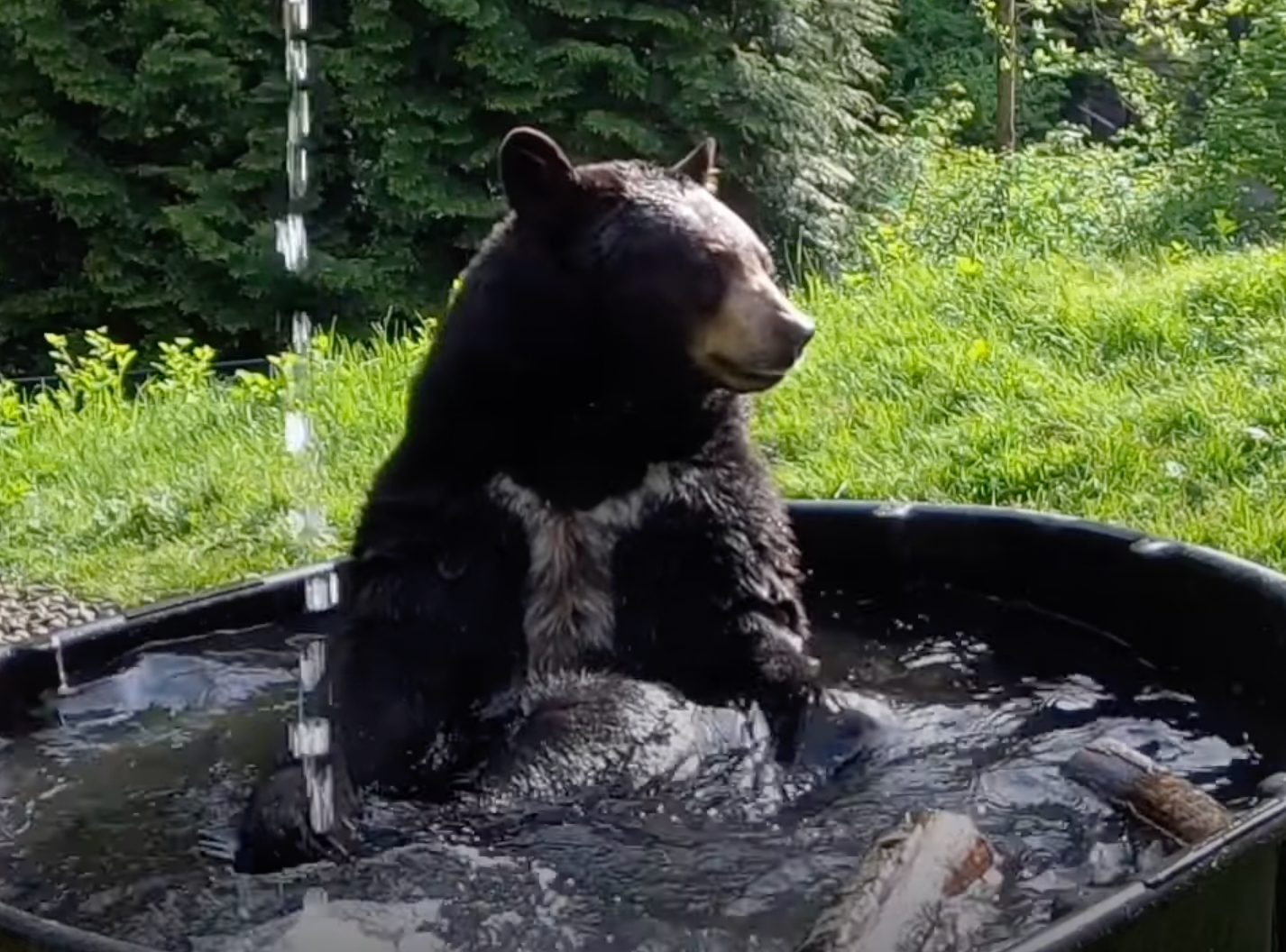 Zoo mourns unexpected loss of black bear Takoda