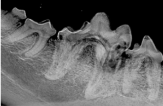 Classifying tooth resorption in cats and dogs