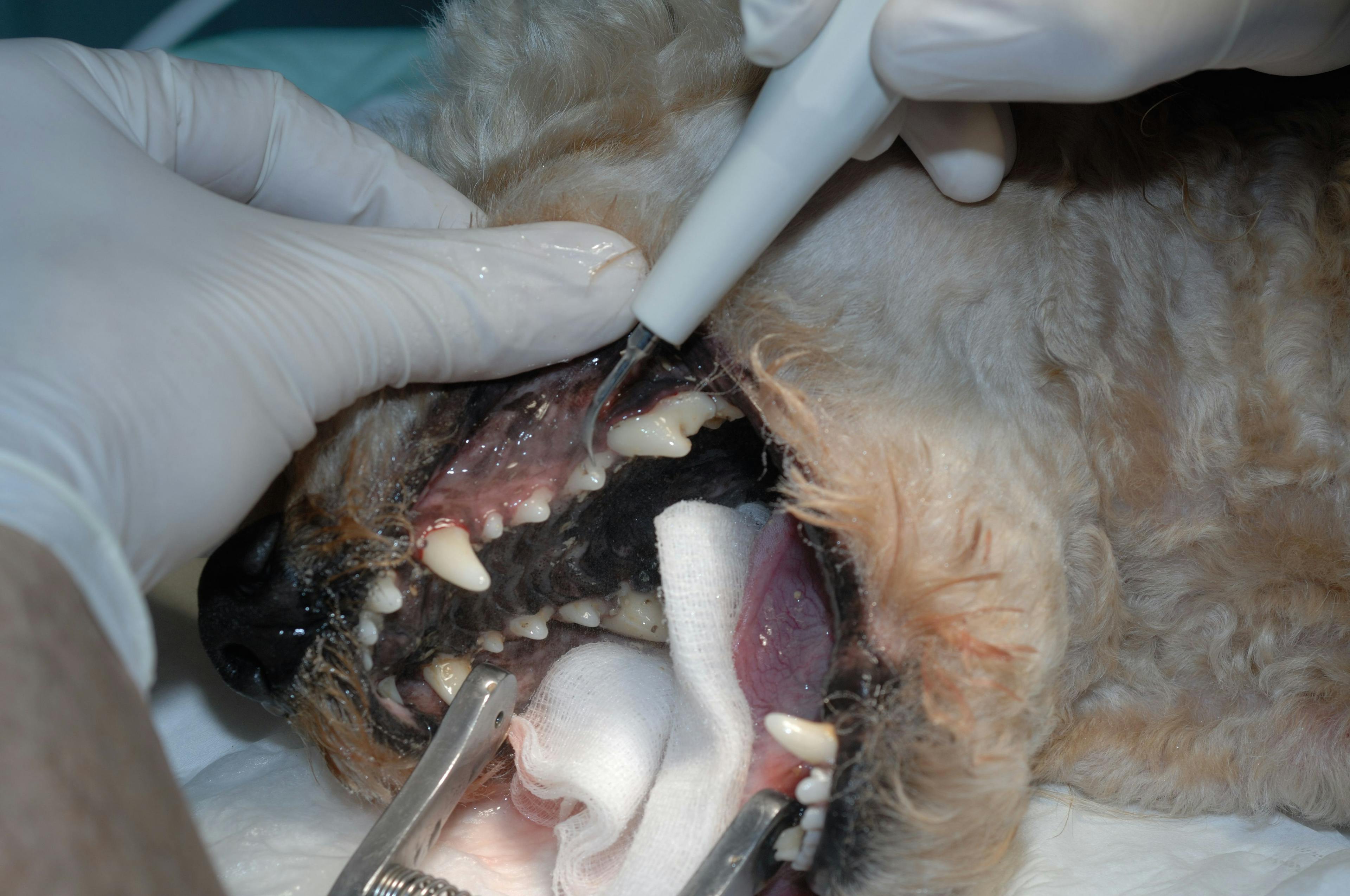 Veterinary dental extractions: Three critical factors