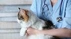 WVC 2017: Mirtazapine for Appetite Stimulation in Cats