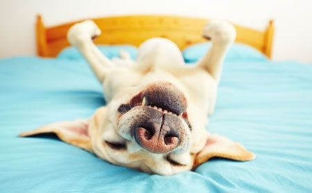 veterinary-dog-is-lying-on-back-on-the-bed-selective-focus-shutterstock-337520018450.jpg