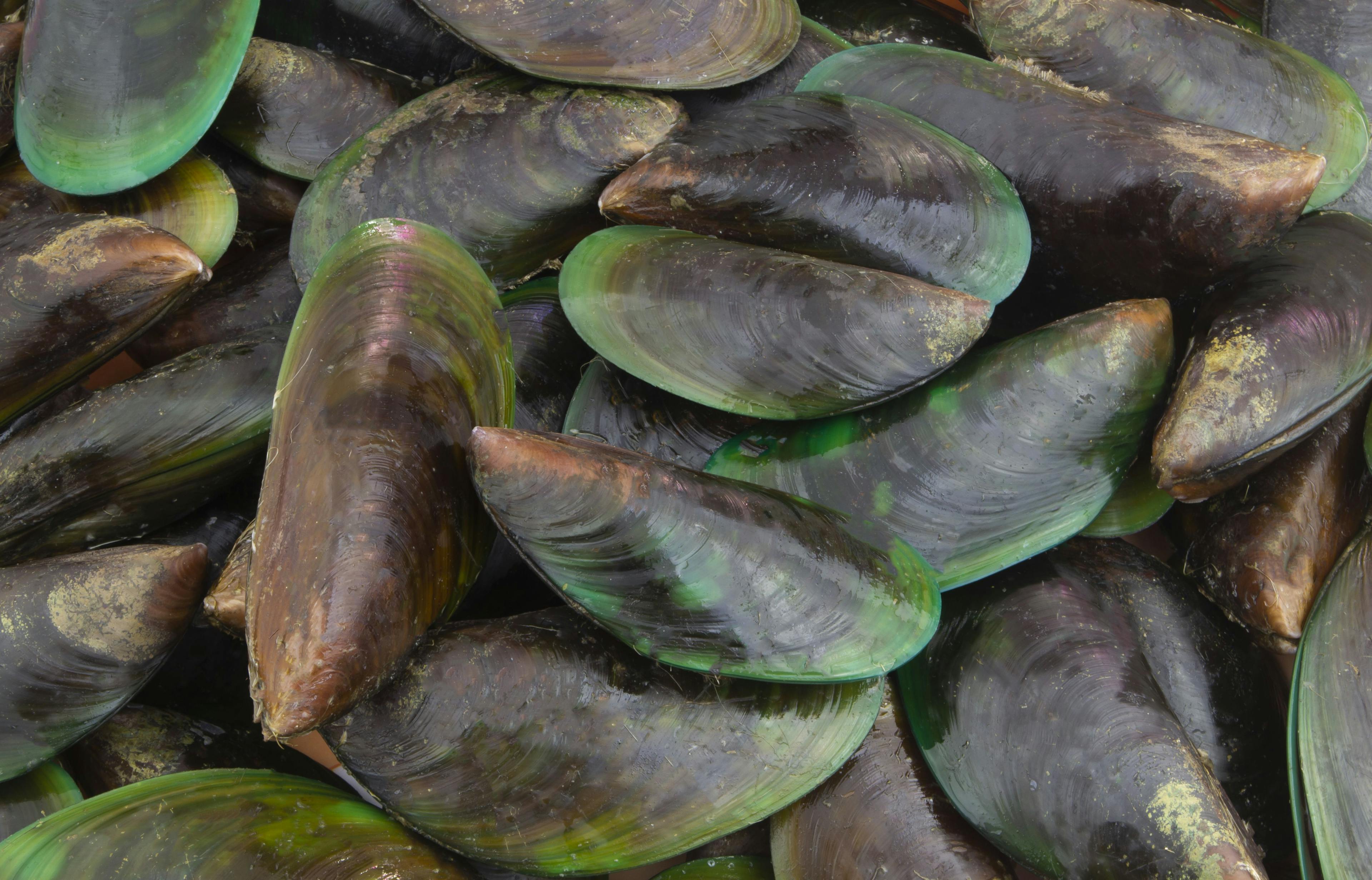 raw green mussels