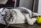 Study Suggests Fatter Cats May Live Longer