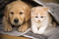 veterinary_higgins_puppy_910-688284-1384236772334.jpg
