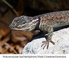 Lizard Study Proves Global Temperatures Are Not Enough to Predict Animal Extinction