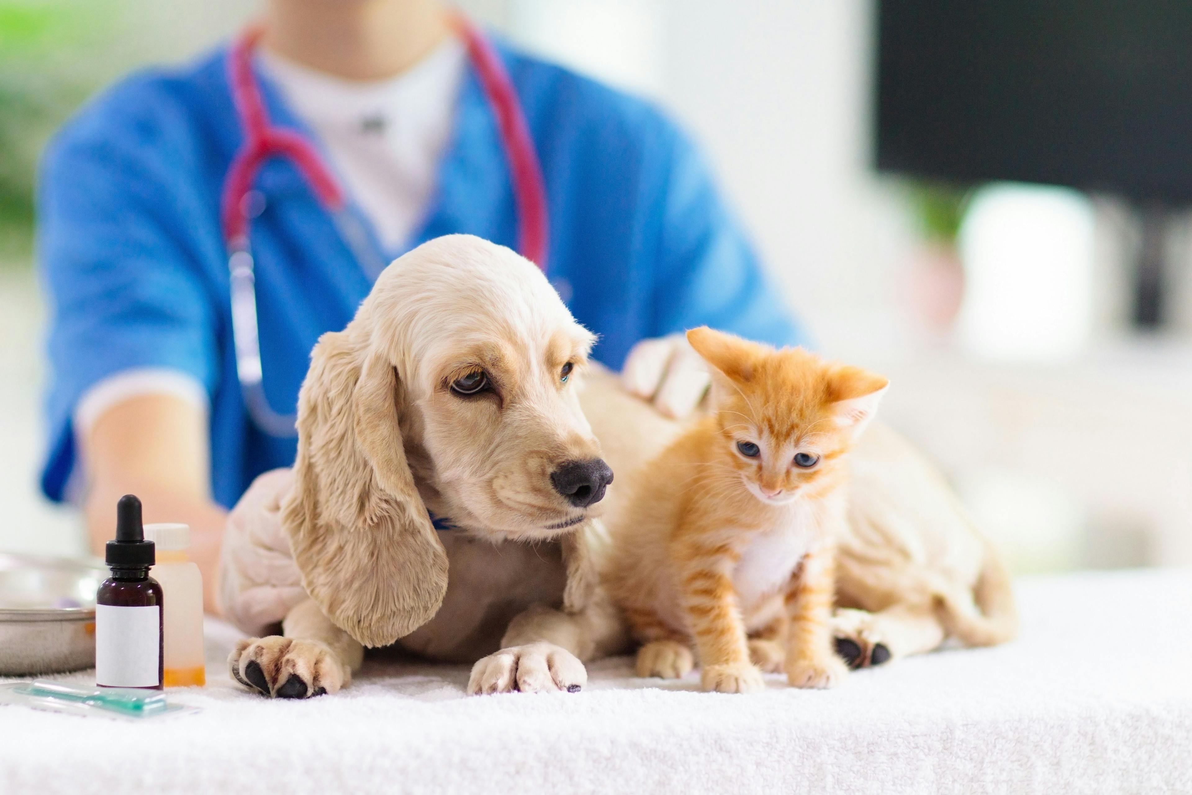 Basepaws opens recruitment for feline and canine chronic kidney disease research
