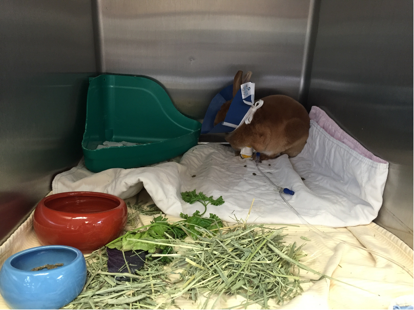 Figure 2: Collars for hospitalized rabbits