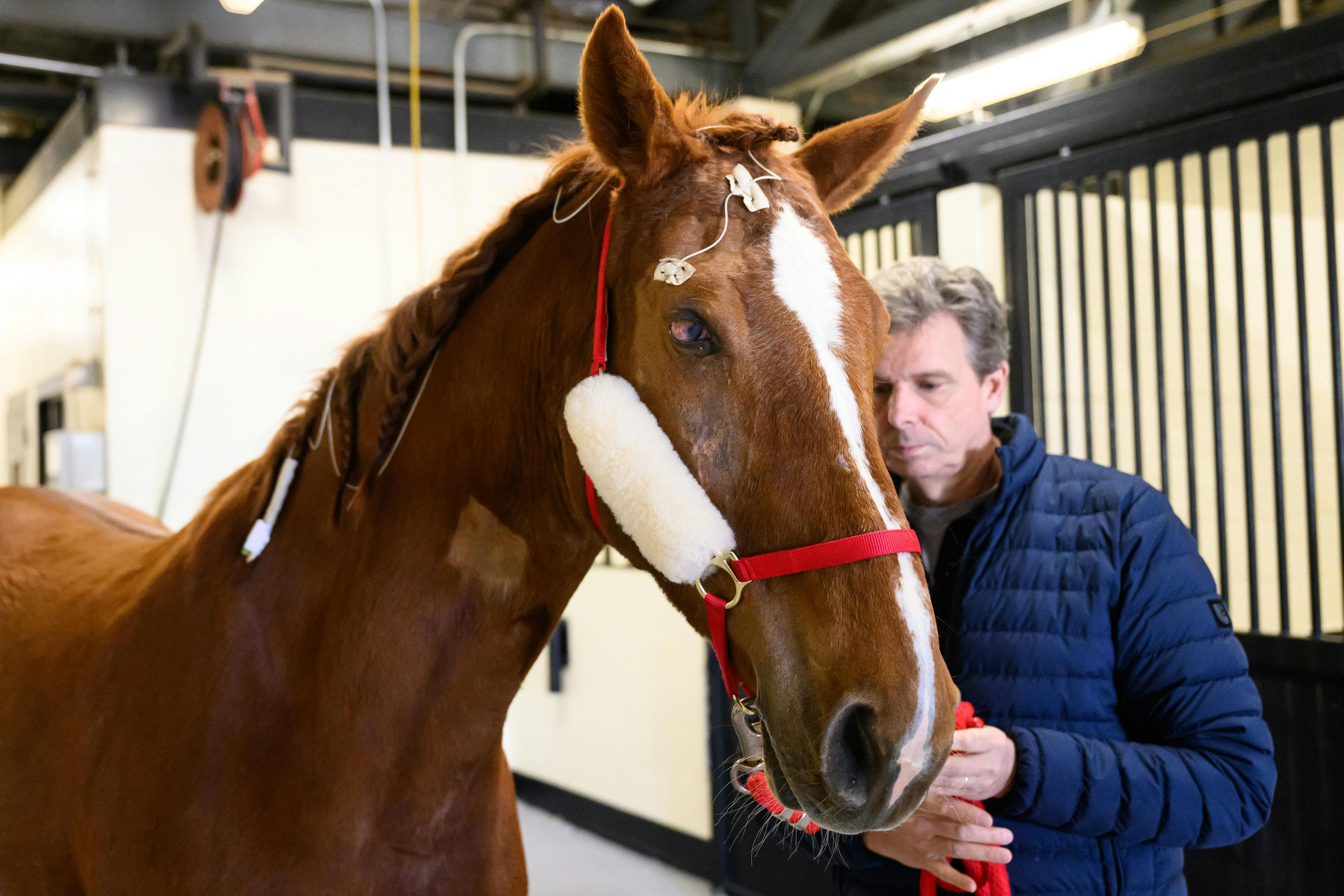 The largest equine corneal transplant ever reported