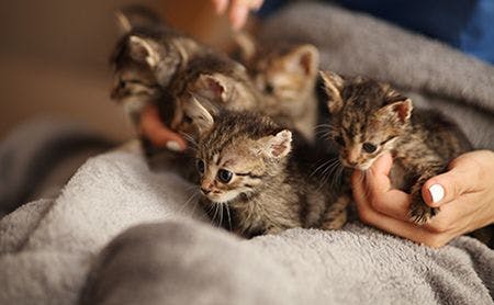 veterinary-kittens-shelter-medicine-2of3-AdobeStock_278407088-450.jpg