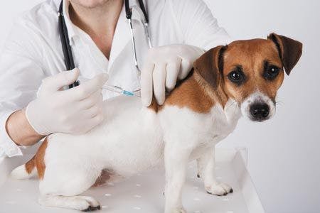 veterinary-surgeon-is-giving-the-vaccine-to-the-dog-450px-shutterstock-110687510.jpg