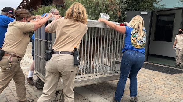 Oakland Zoo tiger rescue
