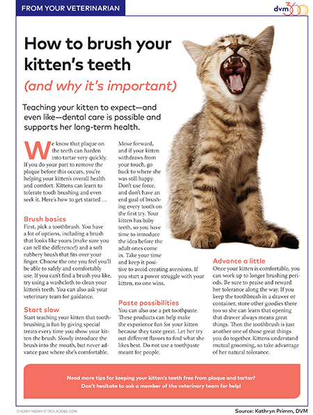 Client handout: How to brush your kittens teeth (and why its important)