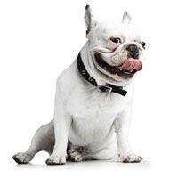veterinary-dog-frenchie-1-220-200.jpg