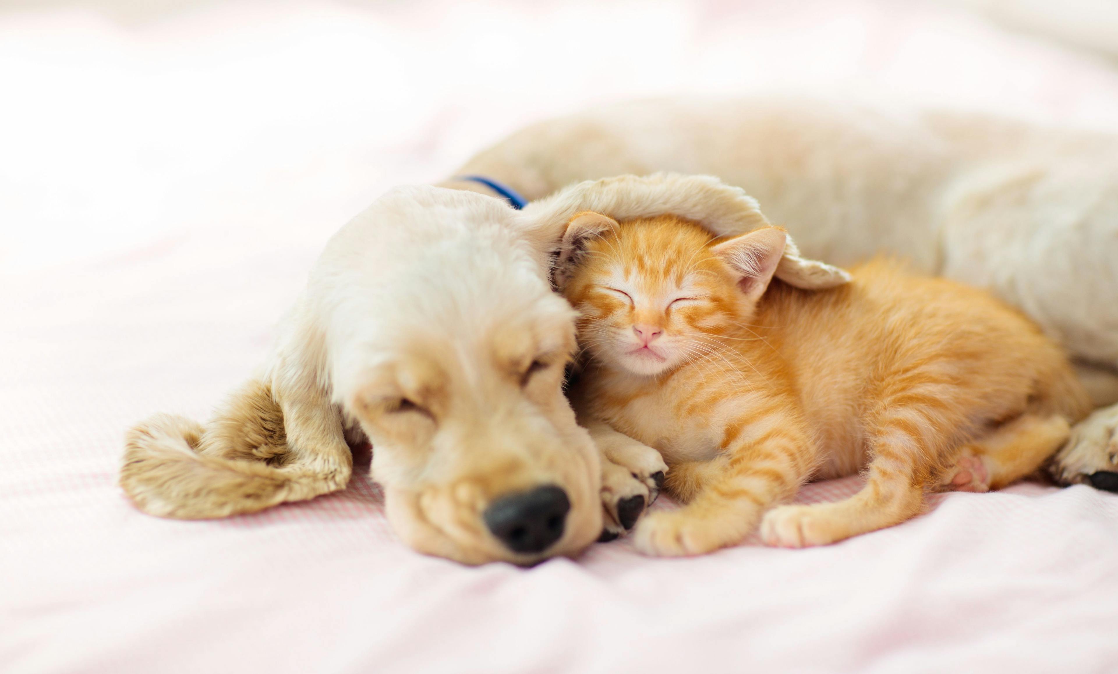 Factors affecting your deworming protocols for puppies and kittens