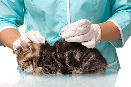 veterinary-kitten-vaccine-needle-AdobeStock_56640524-body.jpg