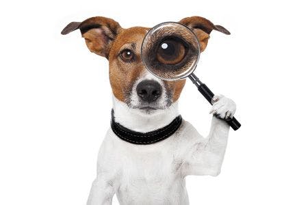veterinary-dog-with-magnifying-glass-450px-shutterstock-104156891.jpg