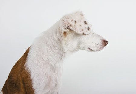 veterinary-dog-ears-otitis-586908681_450.jpg