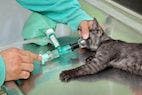 AAFP Releases New Feline Anesthesia Guidelines