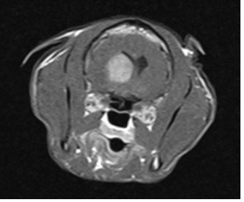 Figure 4. An avidly contrast-enhancing mass is noted on MRI within the right central cerebrum of this geriatric cat with vestibular signs. No definitive diagnosis was made, but the association with the lateral ventricle raises concern for an ependymoma.